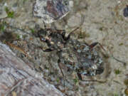 Thumbnail 435014 B