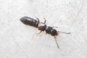 Thumbnail 435025 A