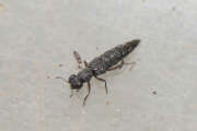 Thumbnail 435028 A
