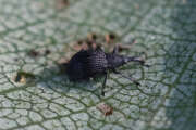 Thumbnail 435061 A