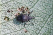 Thumbnail 435061 B