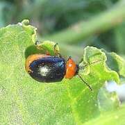 Thumbnail 435075 A