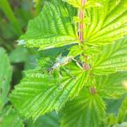 Thumbnail 435083 B