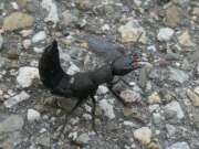 Thumbnail 435095 B