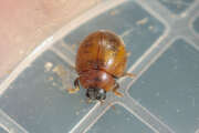 Thumbnail 435116 B
