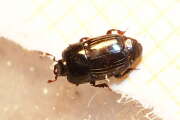 Thumbnail 435117 A