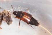Thumbnail 435118 B