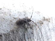 Thumbnail 435126 B