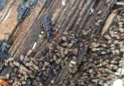 Thumbnail 435128 B