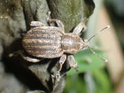 Thumbnail 435148 A