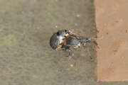 Thumbnail 435153 A