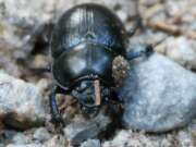 Thumbnail 435161 B