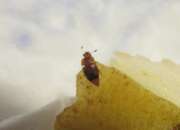Thumbnail 435188 A