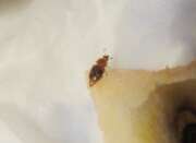 Thumbnail 435188 B