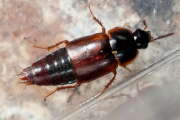 Thumbnail 435198 A
