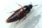Thumbnail 435198 B