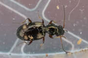 Thumbnail 435205 A