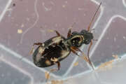 Thumbnail 435205 B