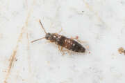 Thumbnail 435276 B