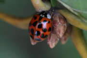 Thumbnail 435307 B
