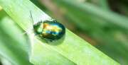 Thumbnail 435335 B