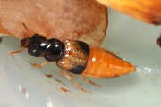 Thumbnail 435352 A