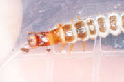 Thumbnail 435372 B