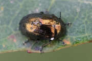 Thumbnail 435504 A