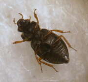 Thumbnail 435508 A