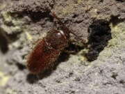 Thumbnail 435526 A
