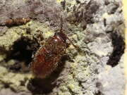 Thumbnail 435526 B
