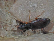Thumbnail 435548 B
