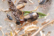 Thumbnail 435747 B