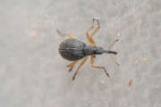 Thumbnail 435748 B