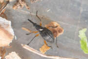 Thumbnail 435749 A