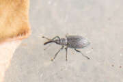 Thumbnail 435750 A