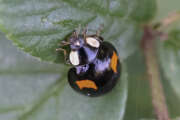 Thumbnail 435760 B