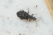 Thumbnail 435771 A
