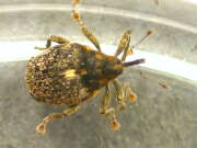 Thumbnail 435797 B