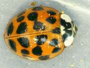 Thumbnail 435802 B