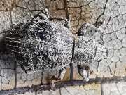 Thumbnail 435808 A