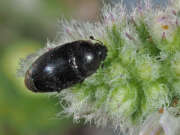 Thumbnail 436055 A