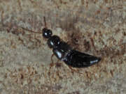 Thumbnail 436058 B