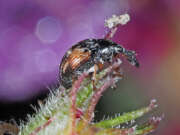 Thumbnail 436061 A