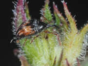 Thumbnail 436061 B