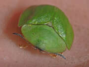 Thumbnail 436063 A
