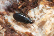 Thumbnail 436112 B