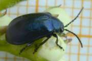Thumbnail 436120 B