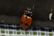 Thumbnail 436217 B