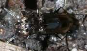Thumbnail 436301 B